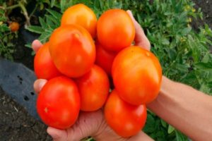 Beskrivelse af tomatsorten Ægte venner, anmeldelser og udbytte