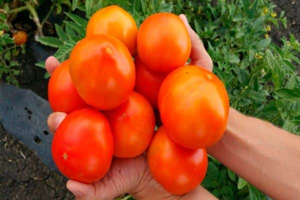 paradajz pravi prijatelji