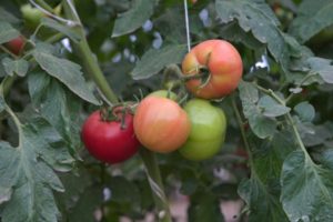 Kuzeyin baharında domates çeşidinin tanımı, yetiştiriciliği ve verimi