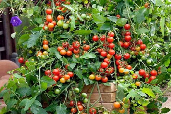 cascada de tomate