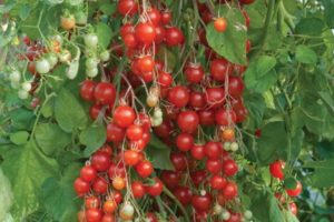 Beskrivelse af den ampuløse tomatsort Vandfald, dens dyrkning og pleje
