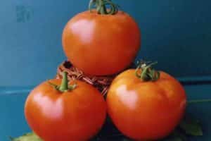 Caratteristiche delle varietà di pomodori in crescita Vologda F1 e sua descrizione