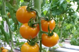 Pomidorų veislės „Magic Harp“ aprašymas ir jos savybės