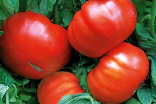 Tomaten met grote vruchten