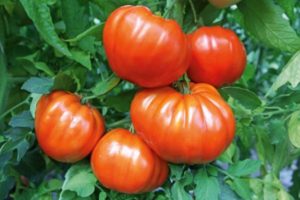 Beskrivelse af tomat Leader f1, sorts karakteristika og dyrkning