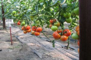 Descrizione della varietà di pomodoro Jadwiga, sue caratteristiche e coltivazione