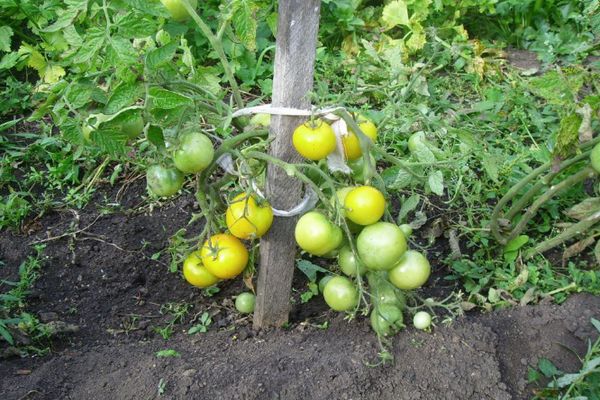 Krzew pomidorowy
