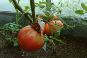 Beskrivelse af tomatsorten Yasha Yugoslavsky, funktioner i pleje af planter