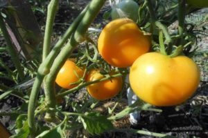 Description of the variety of tomato Zero, its characteristics and yield