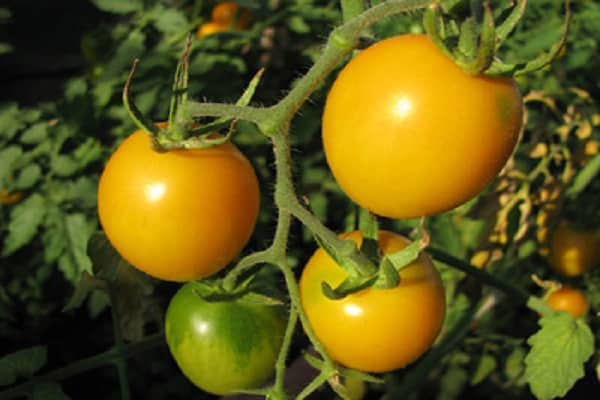 varhainen tomaatti