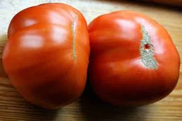 berba rajčice