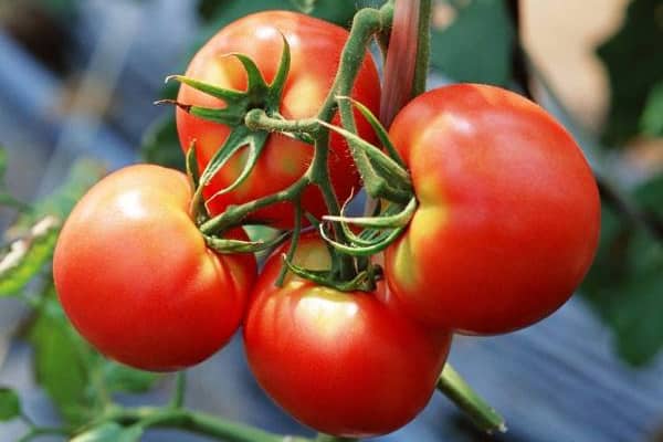 pomidorų dovana „Volga“