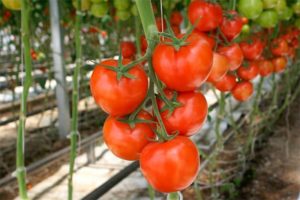 Geriausios atvirame žemės pomidorų veislė Nižnij Novgorodo regione
