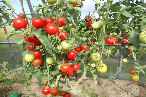 soil tomato