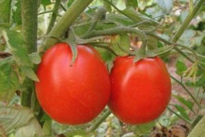Opis sorte rajčice Uspjeh, karakteristike i preporuke za uzgoj