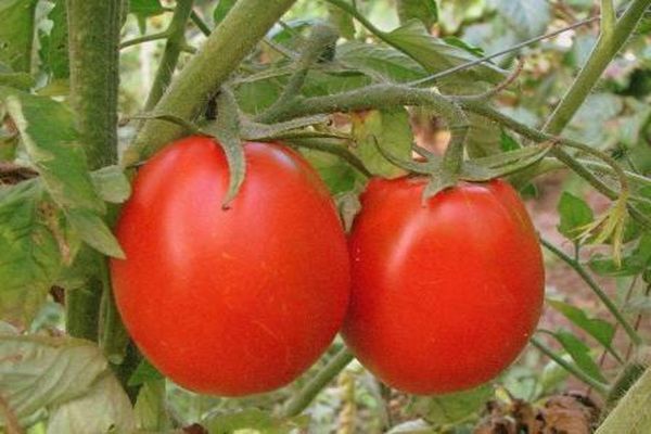 pomidor na gałęzi