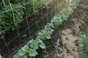 Growing cucumbers in do-it-yourself vertical beds