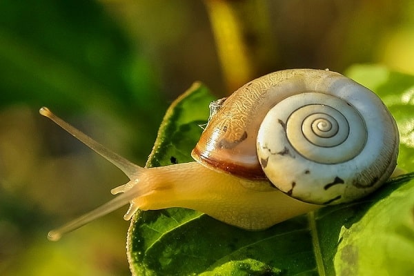 snails and slugs