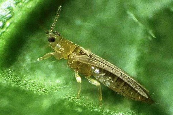 fight thrips