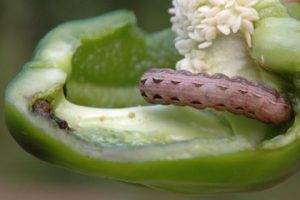 Pests of sweet pepper and the fight against them: what to do, what to treat