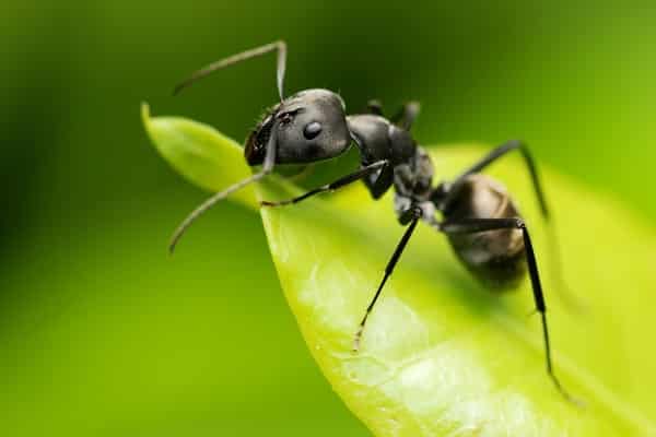 mrówka na czubku