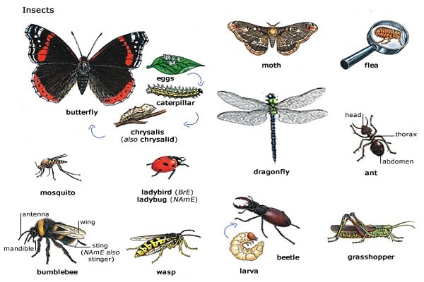 types of pests