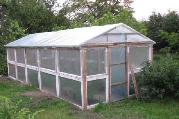 halaman sa isang greenhouse