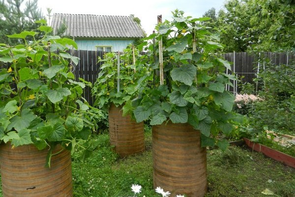 komkommers in vaten in de tuin