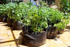 Step-by-step technology for growing bagged potatoes