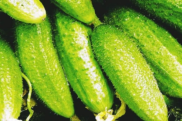 greenhouse cucumbers