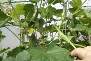 Plantning, dyrkning og de bedste sorter af agurker til et polycarbonatdrivhus i Moskva-regionen