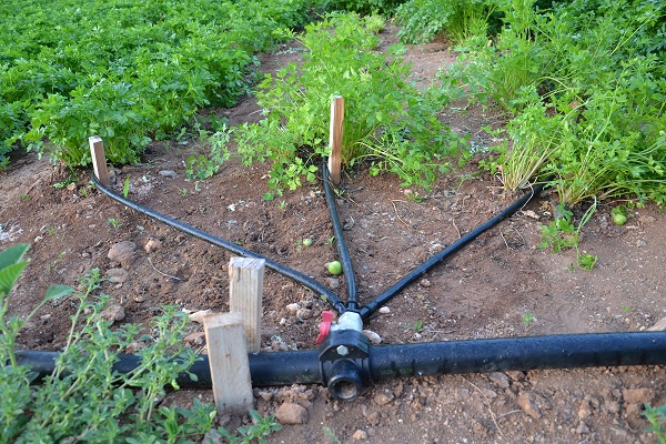 irrigation regime