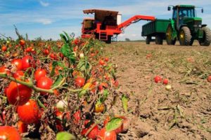 Hoe tomaten in het open veld in de regio Moskou op de juiste manier te kweken en te verzorgen