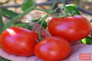 Pomidorų veislės Zhorik-glutton aprašymas, auginimo ypatybės ir derlius