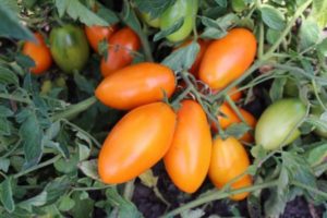Kenmerken en beschrijving van de tomatenvariëteit Golden Stream, de opbrengst