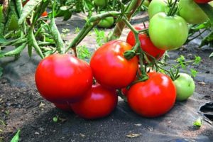 Kuvaus Tomaatti-tomaattilajikkeesta ja sen ominaisuuksista