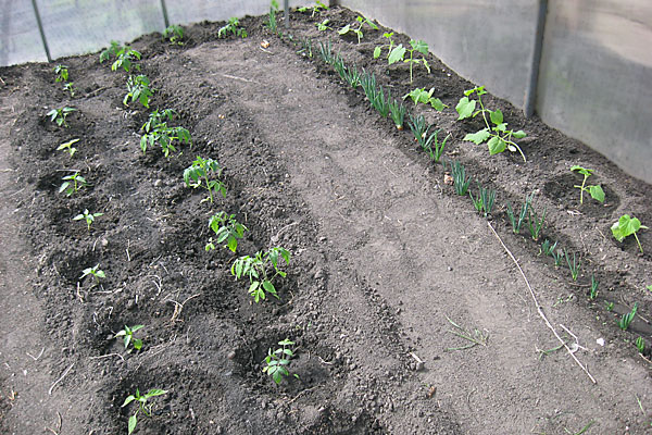 planting tomatoes