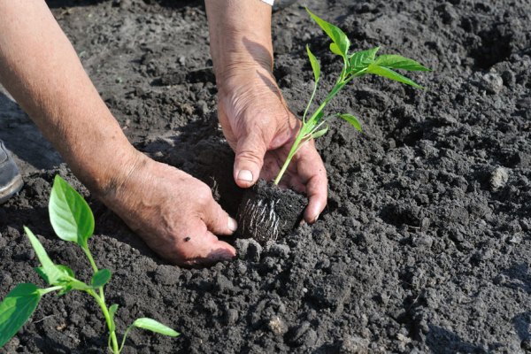 plantar plántulas de pimiento
