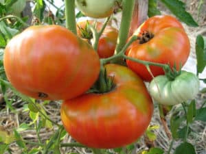 Descripción de la variedad de tomate Your Honor, características de cultivo y cuidado.