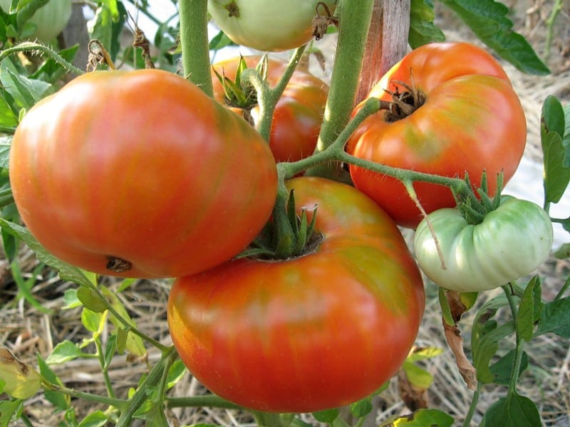 arbustos de tomate su señoría