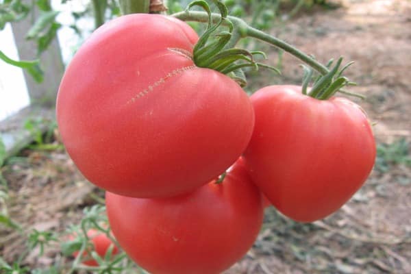 arbustos de tomate Brother 2 f1