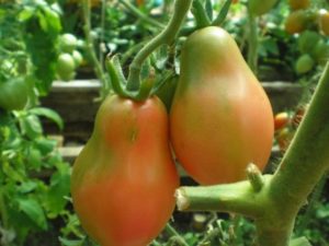 Opis odrody paradajok Krymská ruža, znaky pestovania a úrody