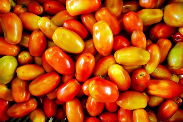 uiterlijk van Irene-tomaat