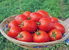 Namib pomidorų išvaizda