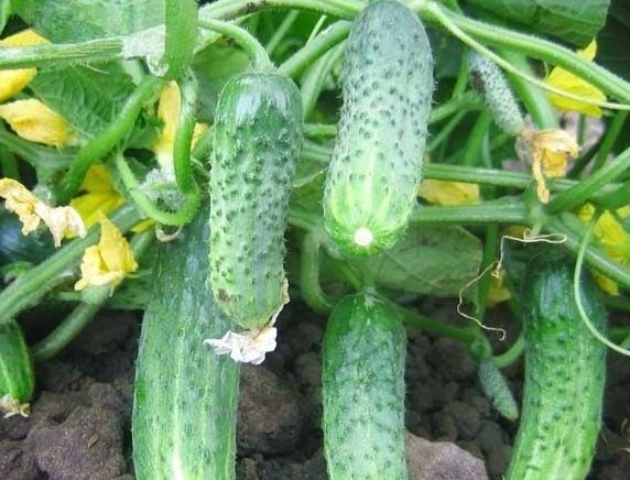 Crispin's cucumber in the garden