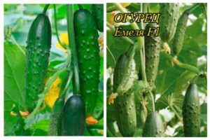 Descripció de la varietat de cogombre Emelya, característiques de cultiu i cura