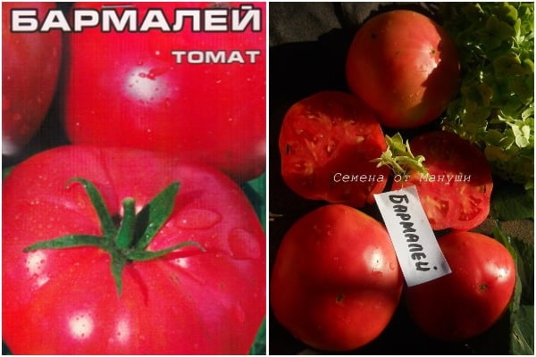 Aussehen der Tomate Barmaley