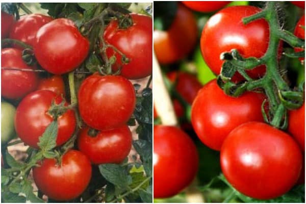 utseendet på tomat Jempakt