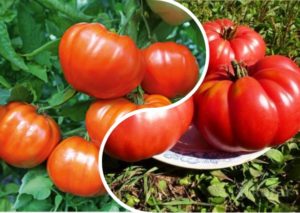 Beschrijving van de tomatenvariëteit Orlets, kenmerken van teelt en opbrengst