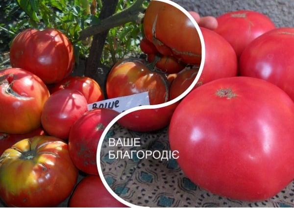 tomaatin ulkonäkö